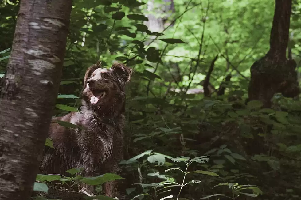 Featured image for 12 Adorable Mixed-Breed Dogs That Will Steal Your Heart - Comprehensive pet insurance guide