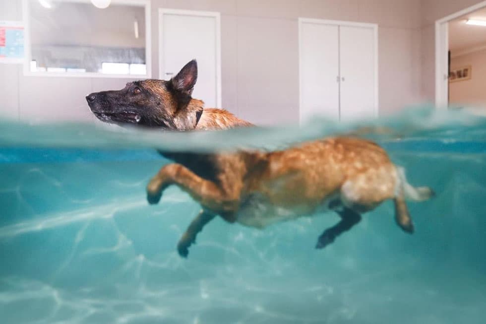 Featured image for A Deep Dive into Canine Hydrotherapy: More Than Just a Swim - Comprehensive pet insurance guide