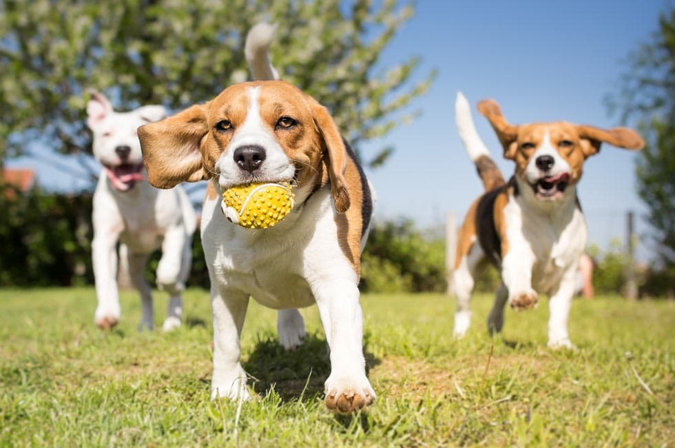 Featured image for A First-Timer's Guide to Understanding Dog Breeds - Comprehensive pet insurance guide