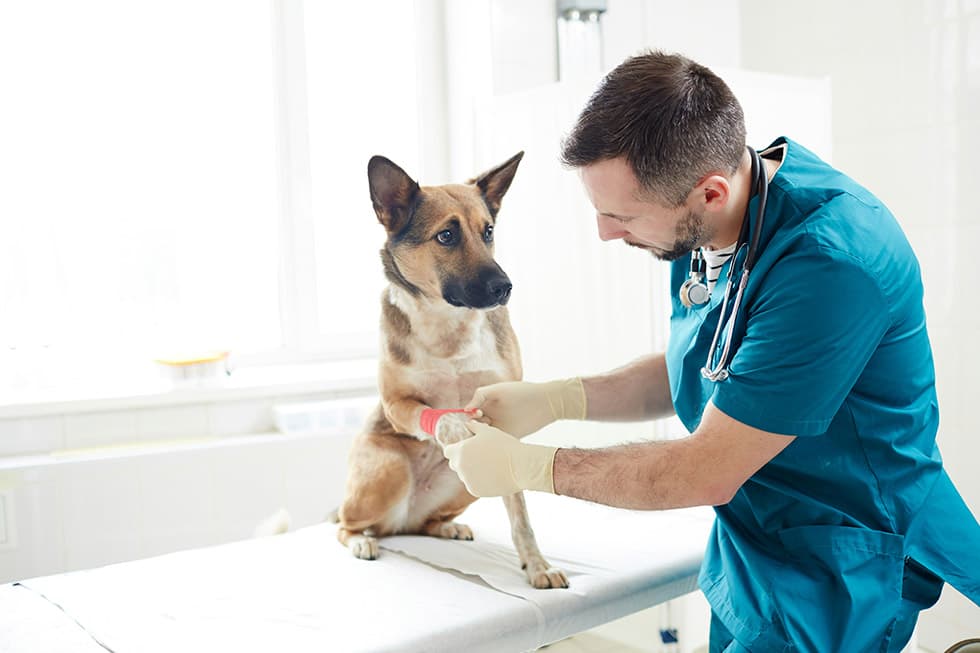 Featured image for A Pet Parent's Guide to Soft Tissue Trauma in Dogs - Comprehensive pet insurance guide