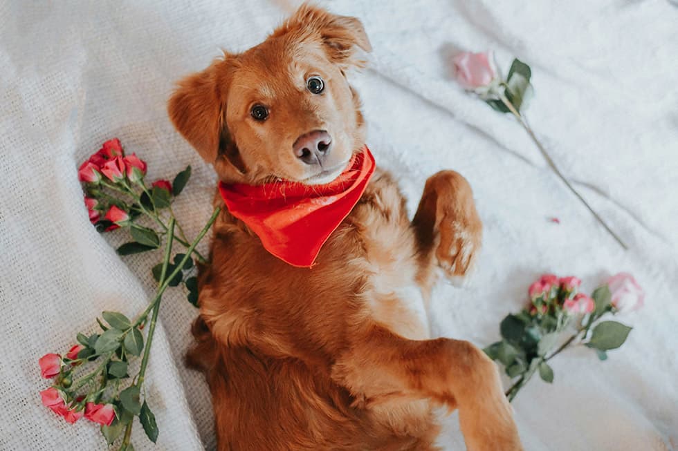 Featured image for A Pet-Safe Valentine's Day: Your Guide to a Hazard-Free Celebration - Comprehensive pet insurance guide