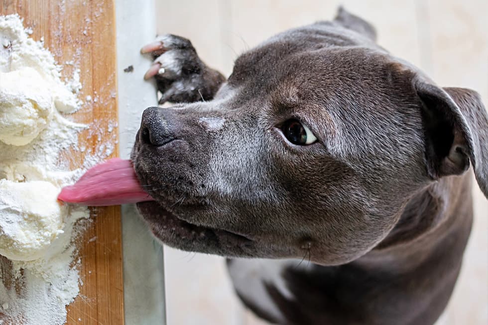 Featured image for Beyond Chocolate: 12+ Common Kitchen Foods That Could Poison Your Pet - Comprehensive pet insurance guide