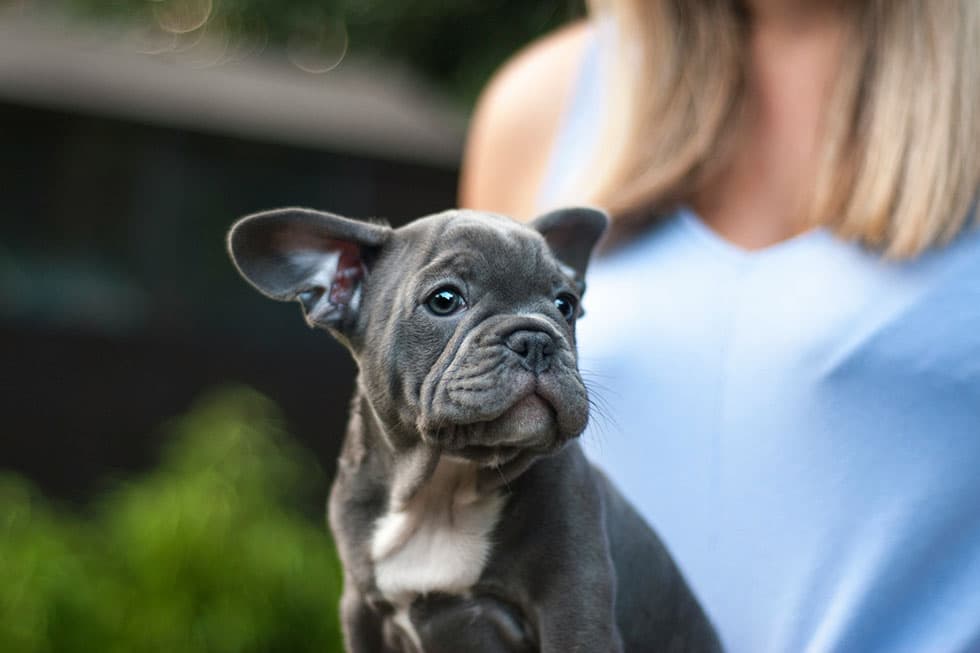 Featured image for Brachycephalic Airway Disease: A Guide for Flat-Faced Dog Owners - Comprehensive pet insurance guide