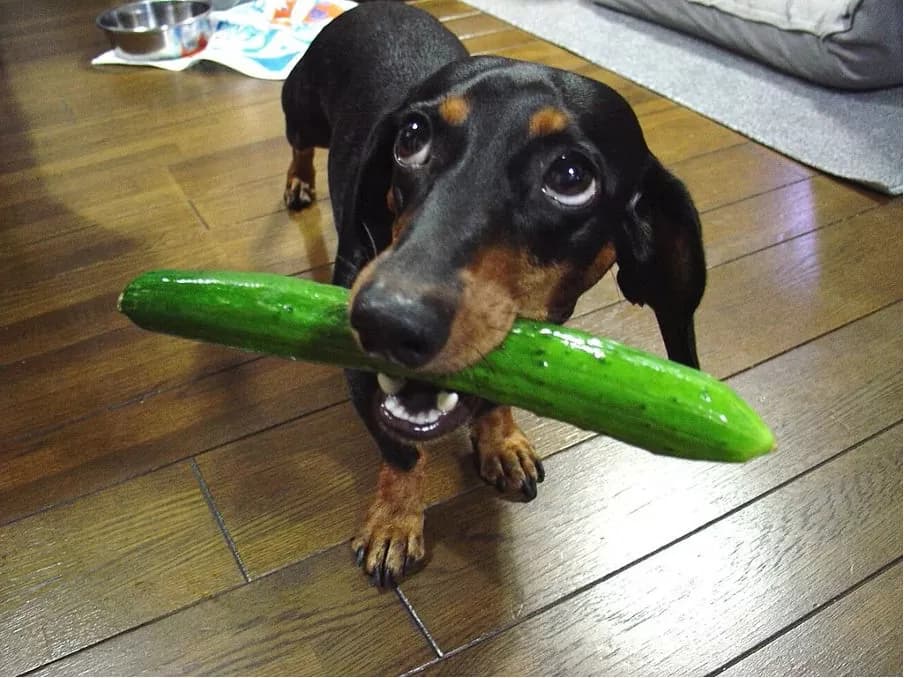 Featured image for Can Dogs Eat Cucumber? A Vet-Approved Guide to This Healthy Treat - Comprehensive pet insurance guide
