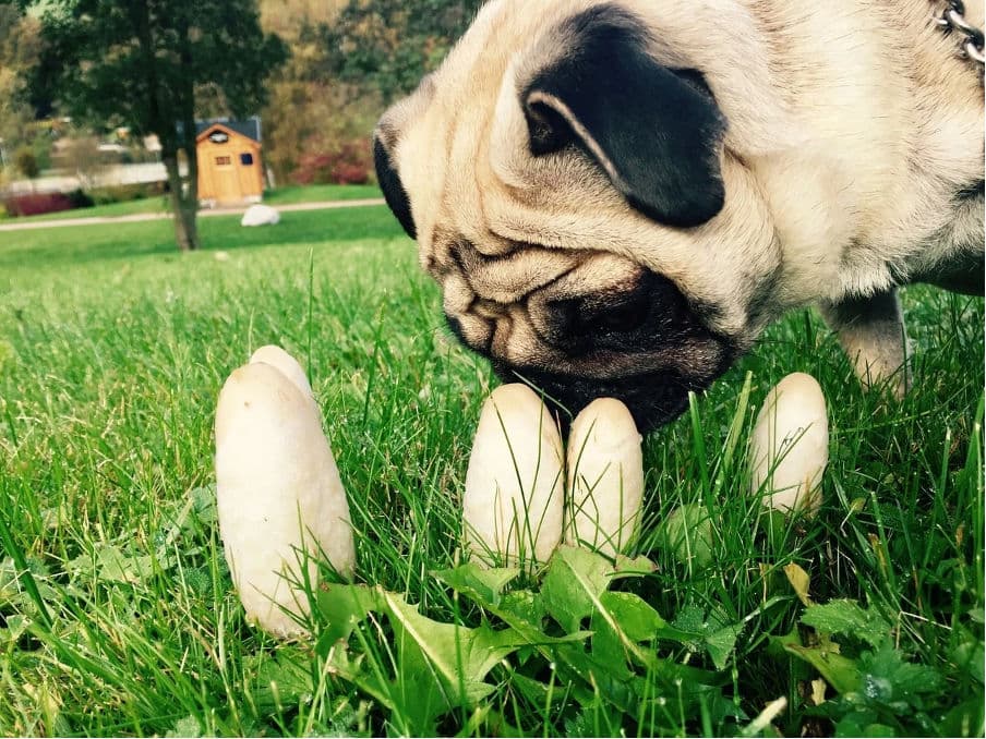 Featured image for Can Dogs Eat Mushrooms? A Vet's Guide to Safe vs. Toxic Fungi - Comprehensive pet insurance guide