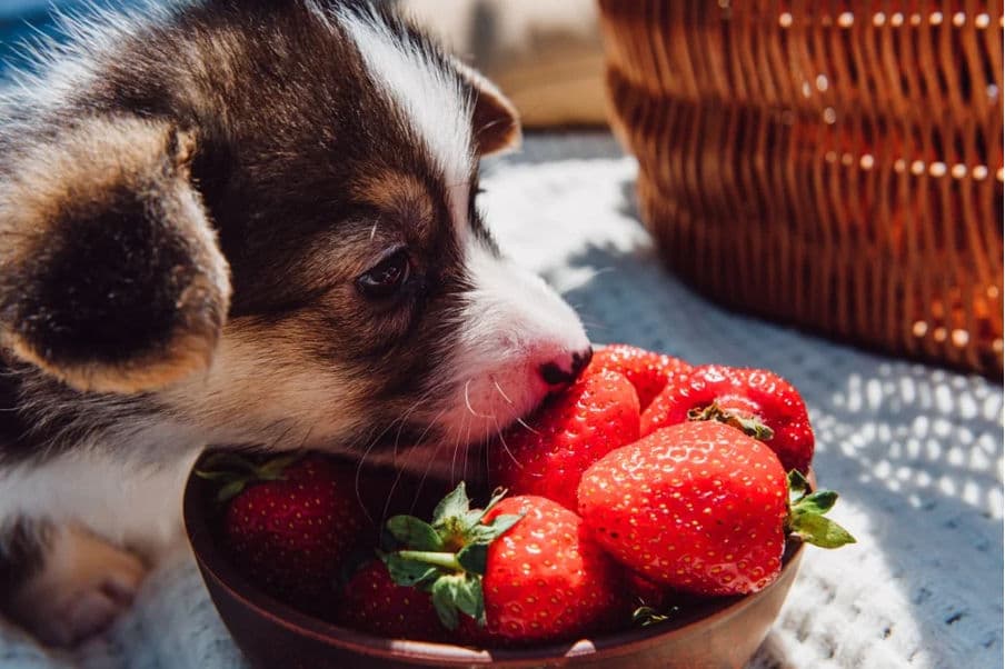 Featured image for Can Dogs Eat Strawberries? The Ultimate Guide for Pet Parents - Comprehensive pet insurance guide