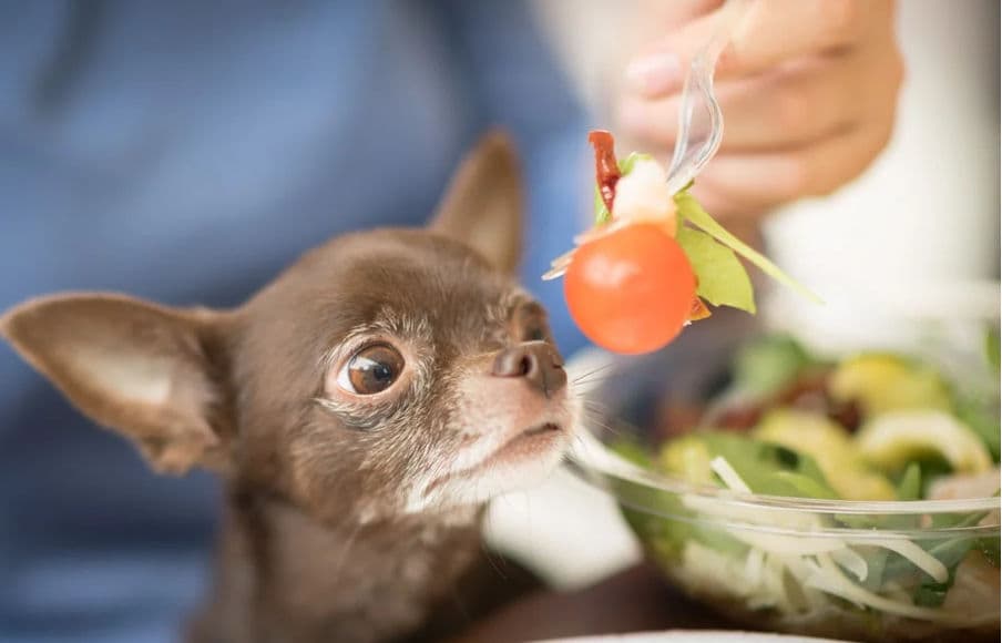 Featured image for Can Dogs Eat Tomatoes? The Juicy Truth for Pet Owners - Comprehensive pet insurance guide