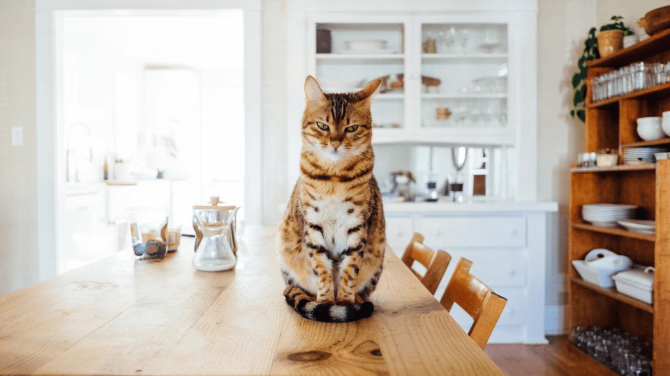 Cat Insurance Coverage: Does It Truly Cover Everything Your Feline Needs? - Pet insurance guide and review