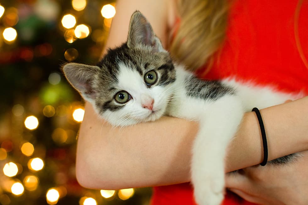 Featured image for Christmas Puppies: A Vet's Crucial Guide Before You Buy - Comprehensive pet insurance guide