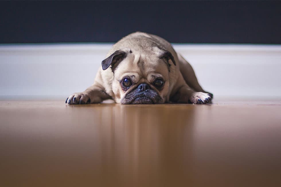 Featured image for Cure Dog Boredom: 5 Pro Tips for When You're Back at Work - Comprehensive pet insurance guide