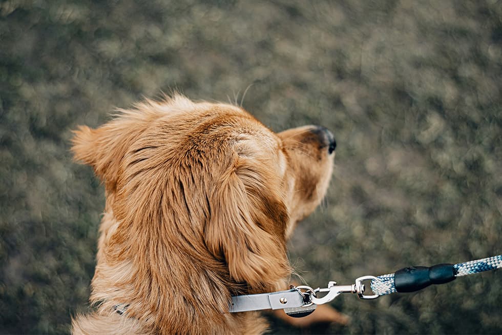 Featured image for Dog Leash Dangers: How Your Pup's Constant Pulling Could Be Injuring You Both - Comprehensive pet insurance guide