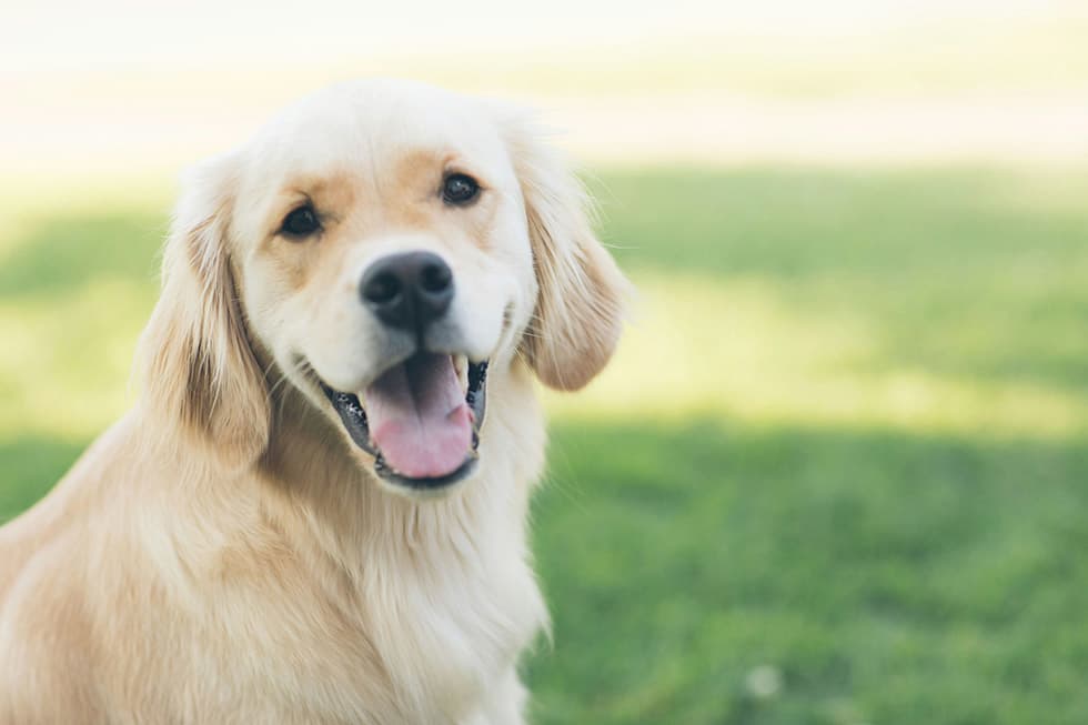 Featured image for Easter Pet Safety Guide: Uncovering Top Holiday Dangers for Dogs & Cats - Comprehensive pet insurance guide