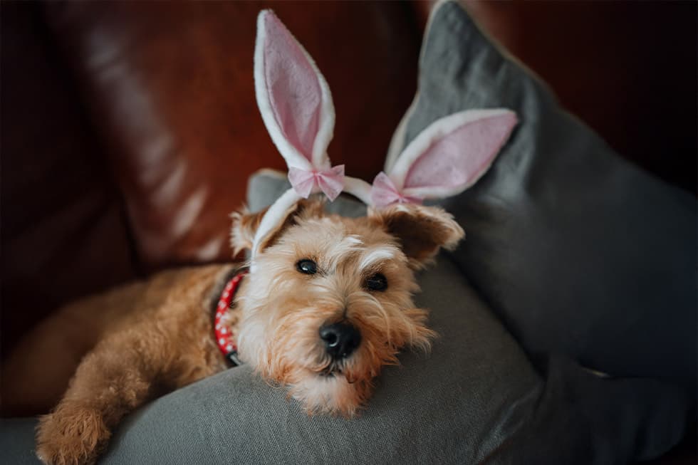 Featured image for Essential Easter Pet Safety Guide: Keeping Your Cats & Dogs Safe - Comprehensive pet insurance guide