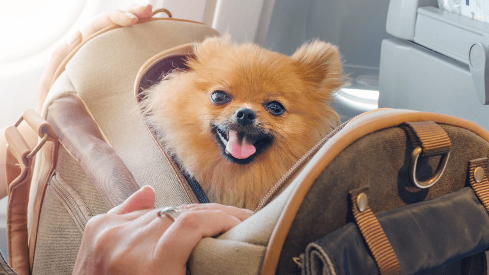Featured image for Evaluating Pet Insurance: Is This Popular Coverage Option Worth It? - Comprehensive pet insurance guide