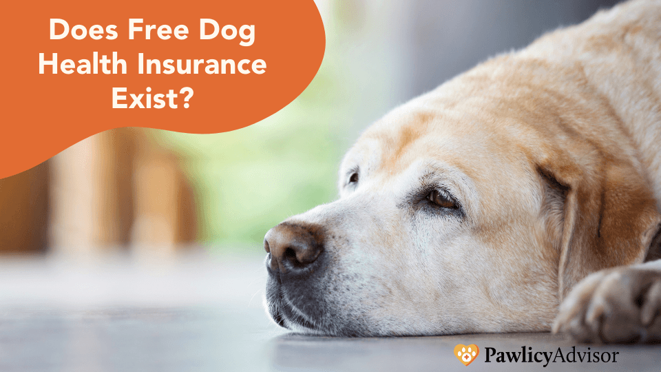 Featured image for Free Dog Insurance: Myths Debunked & Real Ways to Slash Vet Bills - Comprehensive pet insurance guide