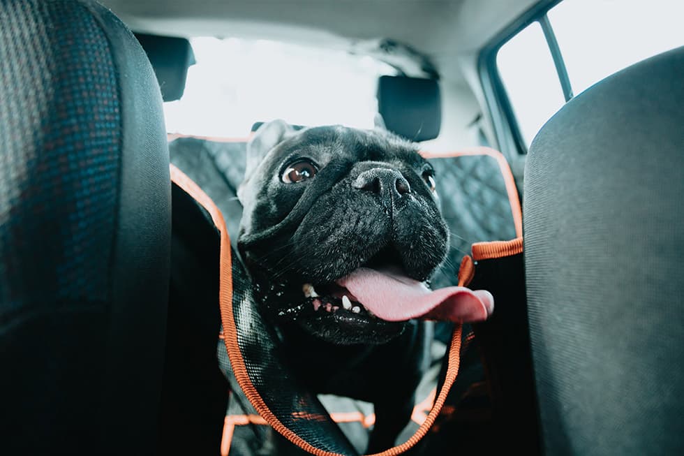 Featured image for Hot Car Danger: Why Leaving Your Dog in a Vehicle is a Deadly Mistake - Comprehensive pet insurance guide