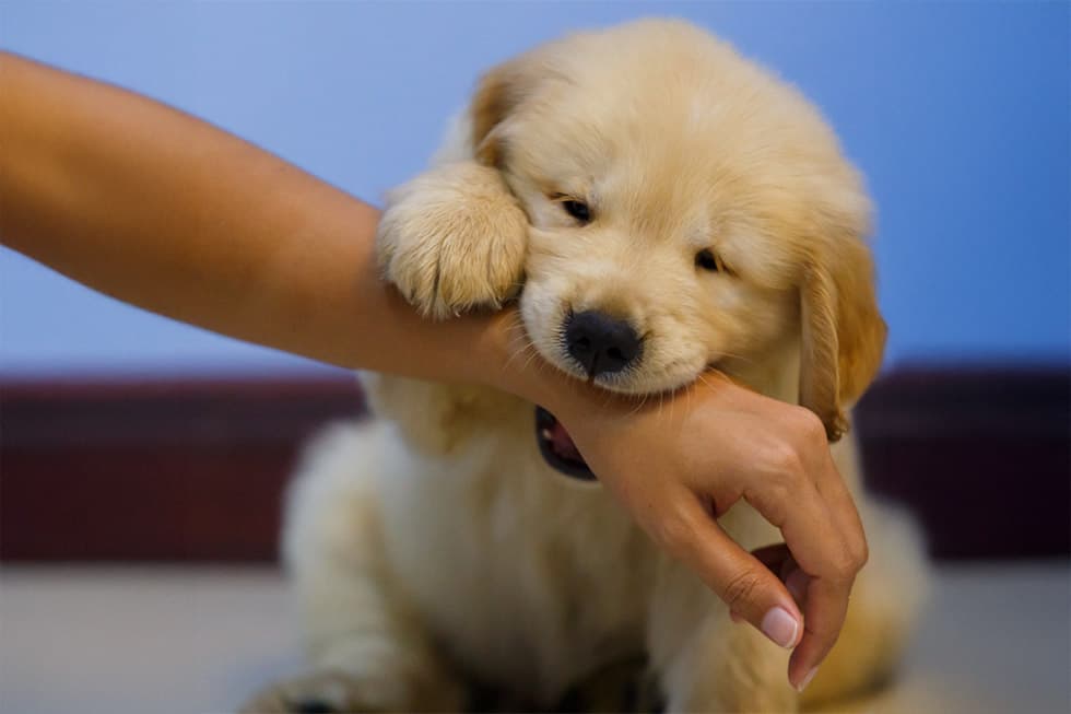 Featured image for How to Stop Puppy Biting: A Gentle, Step-by-Step Guide for New Owners - Comprehensive pet insurance guide