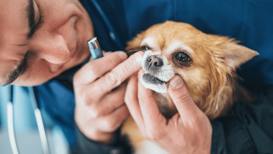 Pet Dental Insurance: Essential Coverage & How to Save Big - Pet insurance guide and review