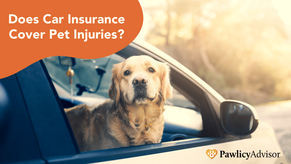 Featured image for Pet Injuries in Car Accidents: Does Your Auto Insurance Cover Vet Bills? - Comprehensive pet insurance guide