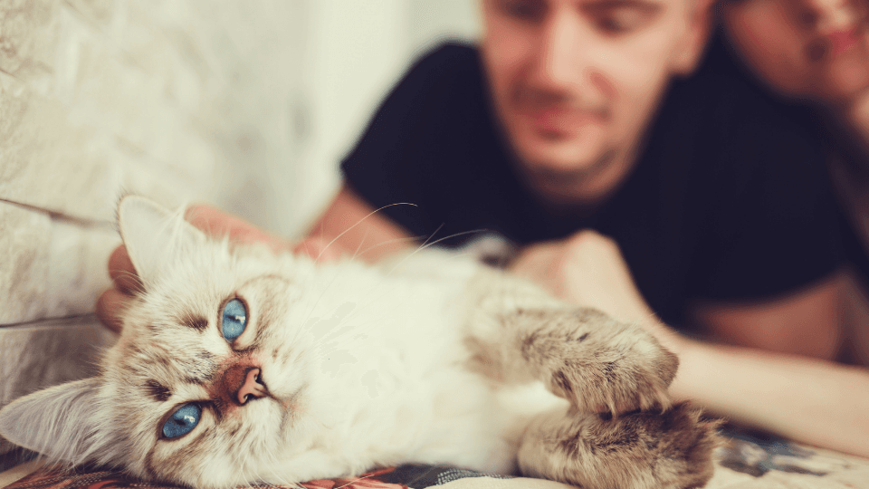 Pet Insurance Alert: Navigating Coverage Changes & Finding Your Best Fit - Pet insurance guide and review