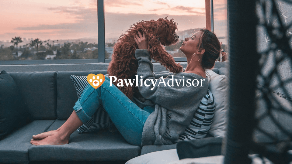 Pet Insurance Statistics: Emergency Vet Bills & Breed Health Insights - Pet insurance guide and review