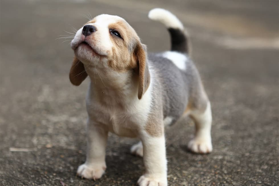 Featured image for Puppy Pet Insurance: Why Early Coverage is a Non-Negotiable - Comprehensive pet insurance guide