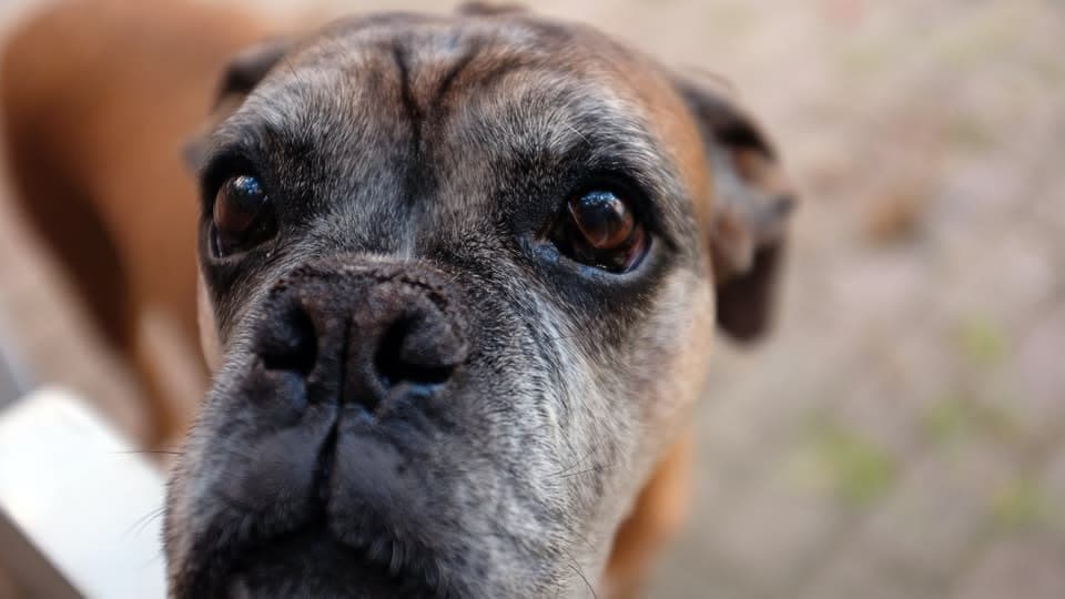 Senior Pet Insurance: Is Coverage for Older Dogs & Cats Worth It? - Pet insurance guide and review