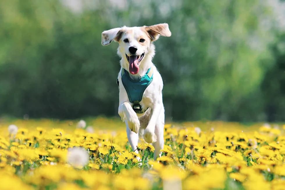 Featured image for Spring Pet Allergies: Your Ultimate Guide to Soothing Itchy Skin - Comprehensive pet insurance guide