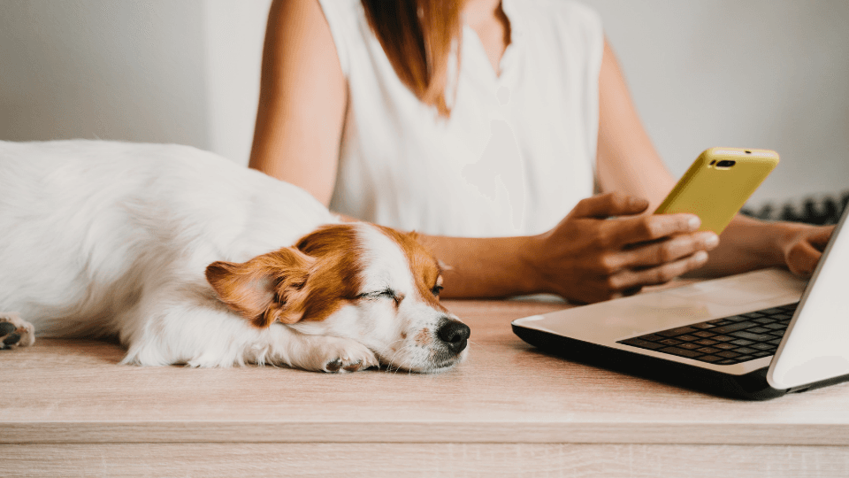 Switching Pet Insurance: Your Ultimate Guide to Smarter Coverage - Pet insurance guide and review
