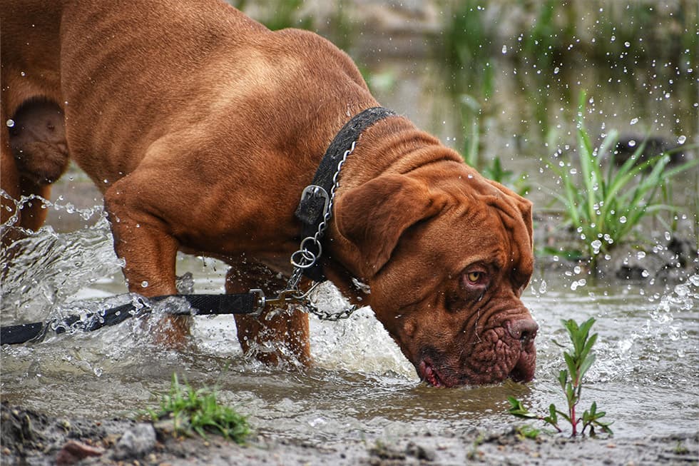 Featured image for Sydney's Severe Weather: Is Your Dog at Risk from a Hidden Leptospirosis Threat? - Comprehensive pet insurance guide