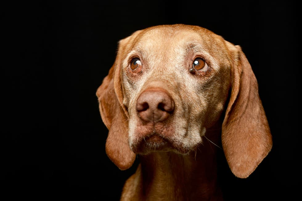 Featured image for The Silent Limp: A Pet Owner's Guide to Spotting Arthritis Pain - Comprehensive pet insurance guide