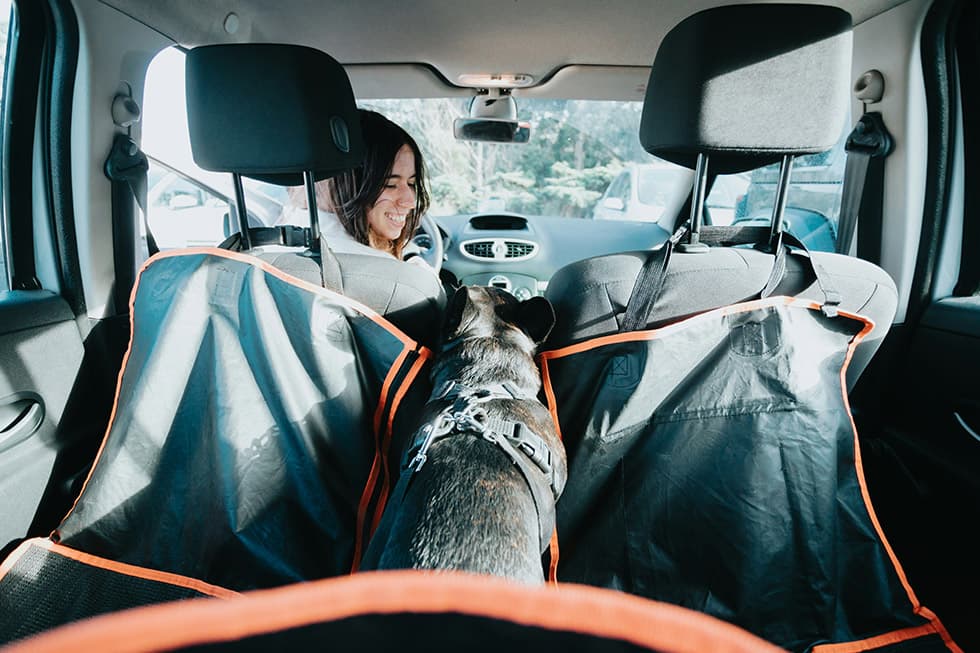 Featured image for The Ultimate Guide to Dog Car Safety & Aussie Road Rules - Comprehensive pet insurance guide