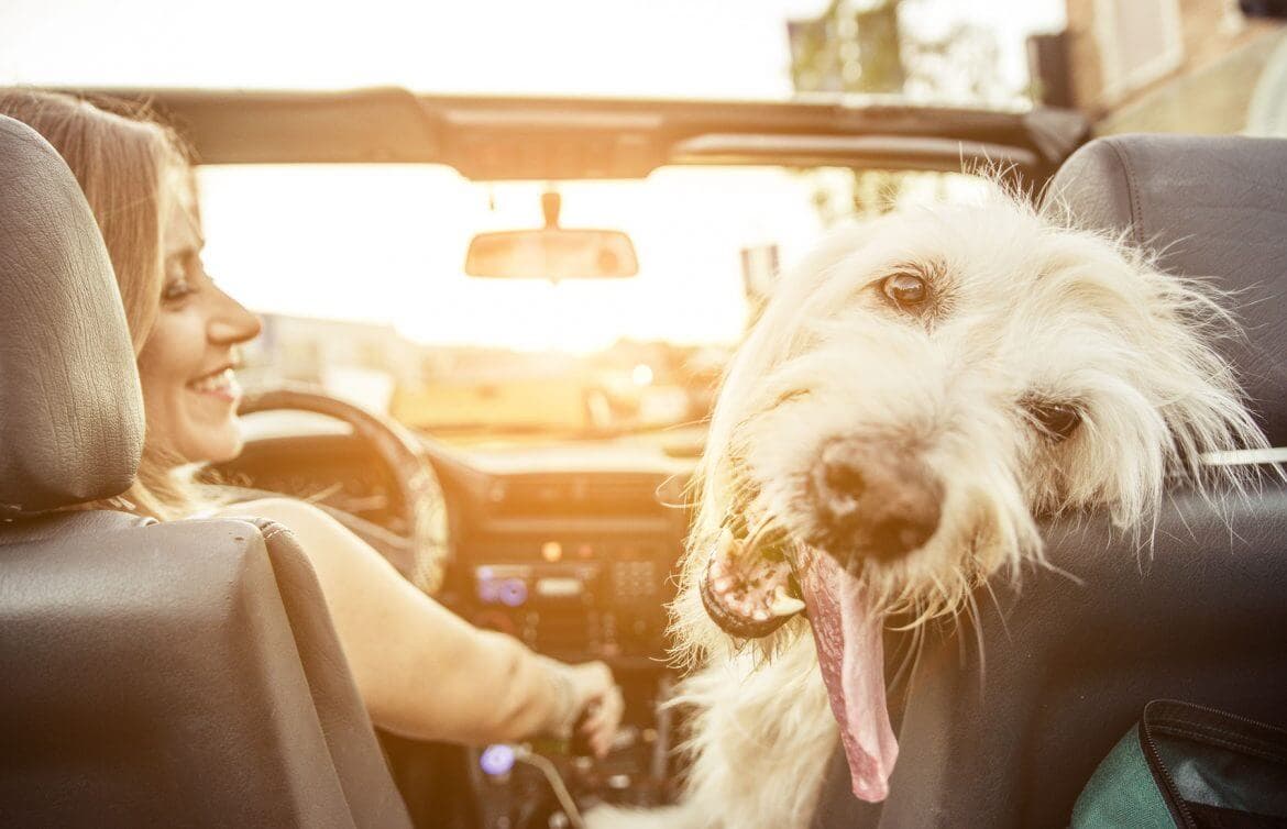 Featured image for The Ultimate Guide to Pet Car Safety: Traveling Securely with Dogs & Cats - Comprehensive pet insurance guide