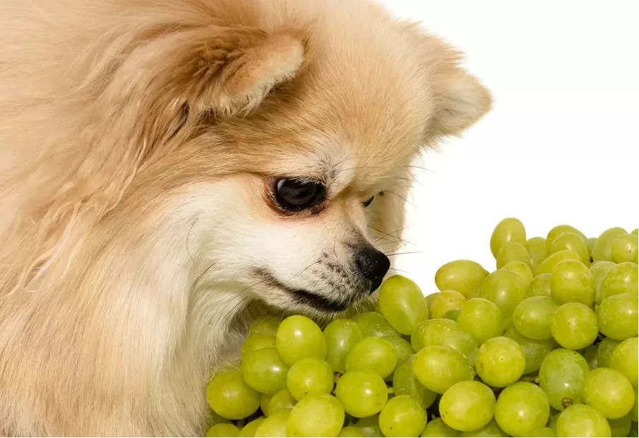 Featured image for The Unsettling Truth: Why Grapes Are a Serious Danger to Your Dog - Comprehensive pet insurance guide