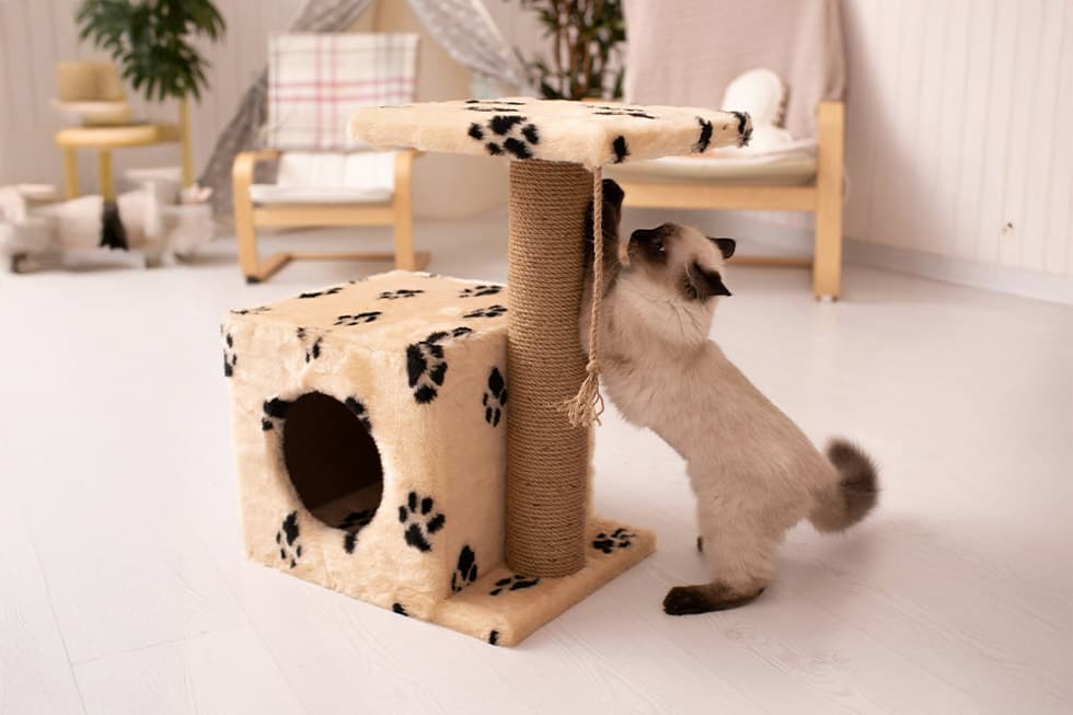 Featured image for Why Keeping Your Cat Indoors is a Game-Changer for Their Health & Safety - Comprehensive pet insurance guide