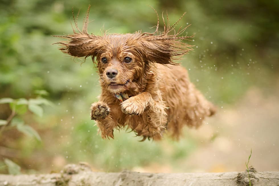Featured image for Year-Round Tick Paralysis Threat: Essential Pet Care for Australian Dogs & Cats - Comprehensive pet insurance guide