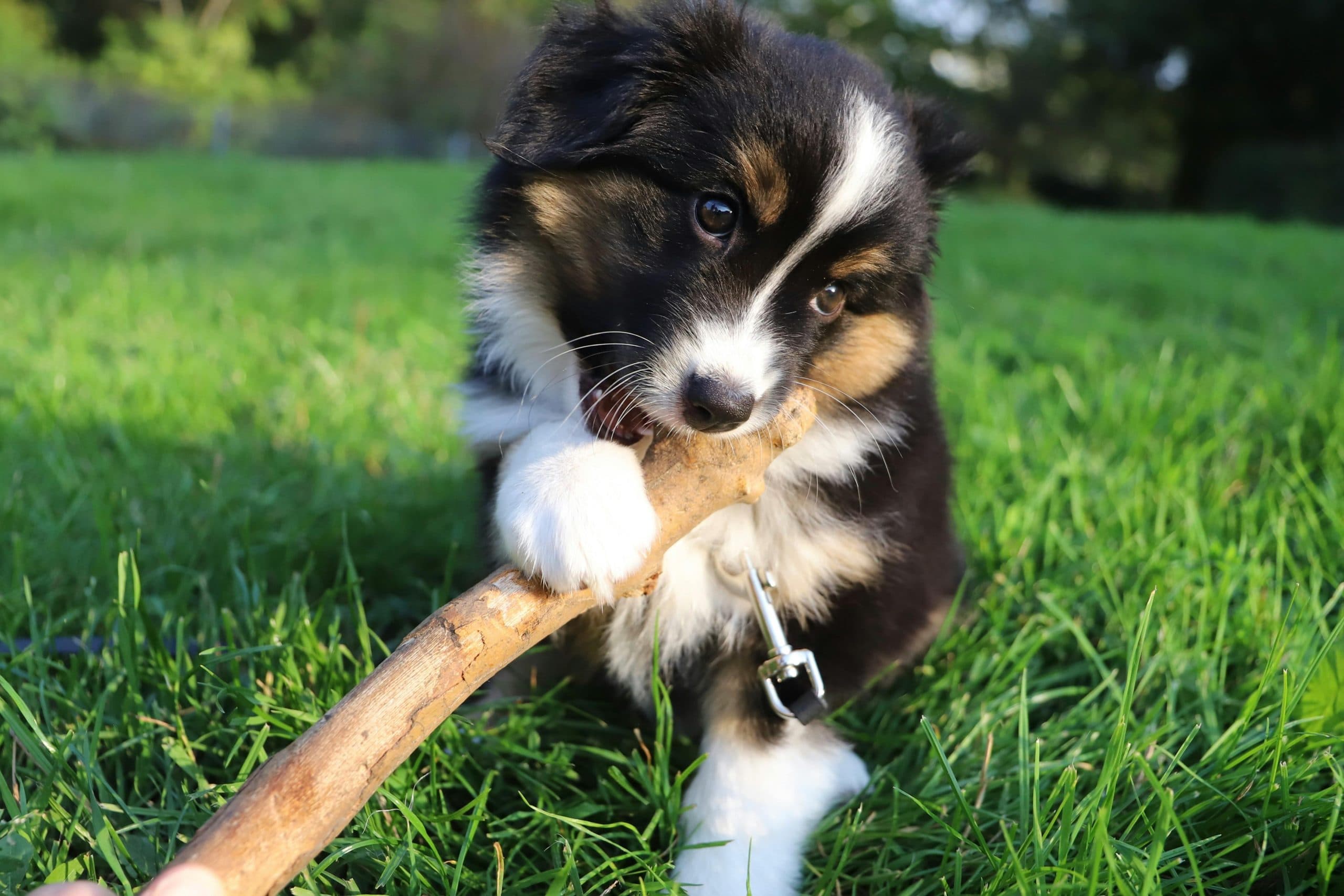 Featured image for Your Complete Puppy Teething Survival Guide: What to Expect and How to Help - Comprehensive pet insurance guide